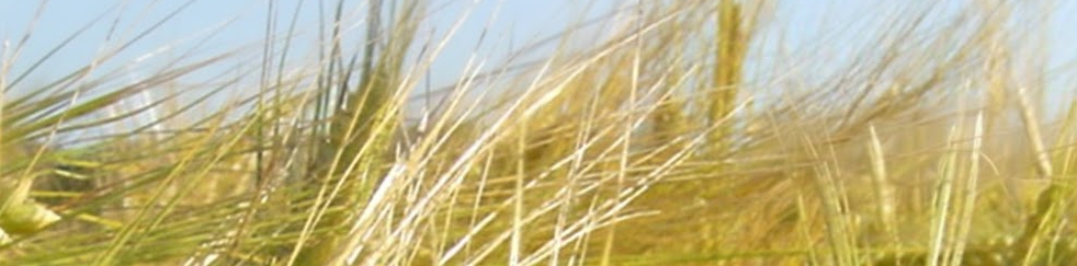 Raufutter Sommeregger - Heu, Luzerneheu, Stroh, Futtergetreide, Silage